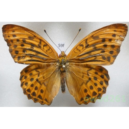 Argynnis paphia (Linnaeus, 1758) male Poland59f